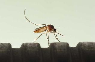 王子蚊照片,捕捉夏日精灵的瞬间